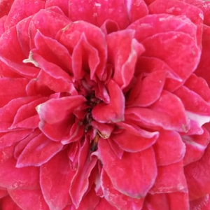 Szkółka róż - róże okrywowe - czerwony  - Rosa  Mauve™ - róża z dyskretnym zapachem - PhenoGeno Roses - nowy wyrób